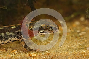 A larvae of the critically endangered  Sardinian brook salamander, Euprocutus platycephalus