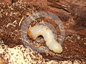 Larvae eating on pine wood