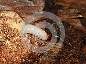 Hylobius Larvae eating on pine wood photo