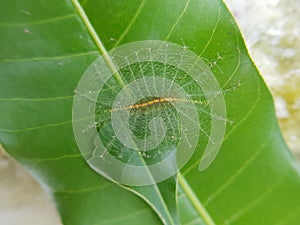 Larvae of Euthalia aconthea