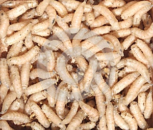 Larvae of flies for fishing closeup