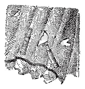 Larvae of Fungus Moth or Tinea sp., vintage engraving