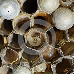 The larvae in honeycombs hornet's nest