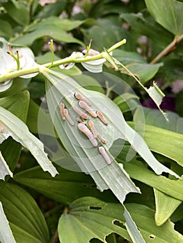 Larvae of the leaf wasp on salomon`s seal plant