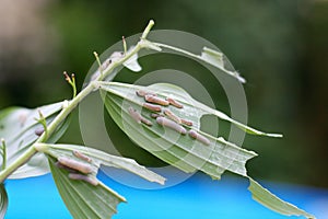 Larvae of the leaf wasp on salomon`s seal plant