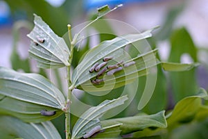 Larvae of the leaf wasp on salomon`s seal plant