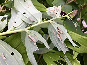 Larvae of the leaf wasp on salomon`s seal plant