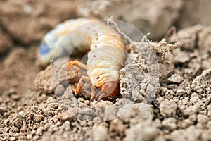 The larvae of the May beetle