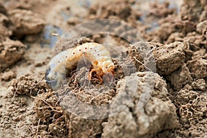 The larvae of the May beetle