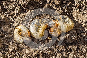 The larvae of the May beetle