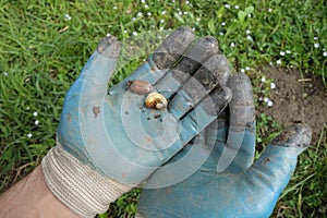 The larvae of the May beetle