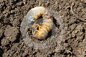 Larvae May beetle