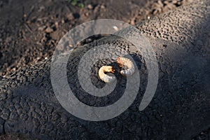 larvae of the May beetle.