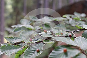 Larvae mikiola fagi on beech leaves