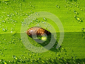 Among the larvae, morning dew and banana leaves