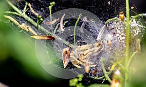 Larvae of moths protected by a spider web they produce, are voracious and considered parasites if in large numbers they can dest.