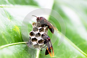 Larvae in the nest of hornets