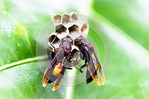 Larvae in the nest of hornets