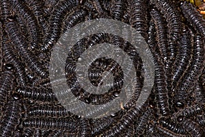 Larvae of pergid sawflies - Perreyia lepida - black texture