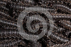 Larvae of pergid sawflies - Perreyia lepida - black texture