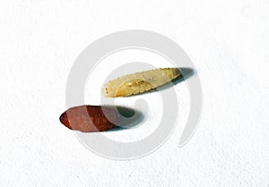 Larvae and pupa of housefly on white background