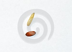 Larvae and pupa of housefly on white background