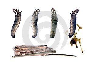 The larvae pupate