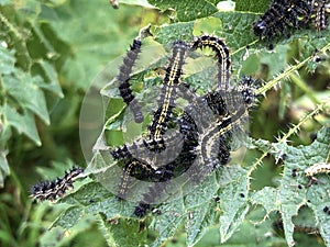 The larvae of Small tortoiseshell butterfly Aglais urticae, Die Schmetterlingslarven von Kleine Fuchs