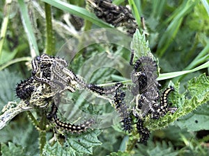 The larvae of Small tortoiseshell butterfly Aglais urticae, Die Schmetterlingslarven von Kleine Fuchs