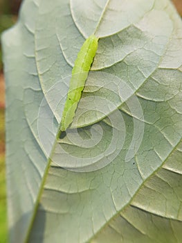 Larvae soybean looper damage on black bean In Viet Nam photo