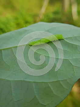 Larvae soybean looper damage on black bean In Viet Nam photo