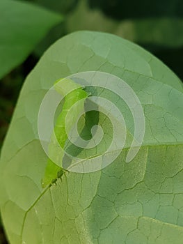 Larvae soybean looper damage on black bean In Viet Nam photo