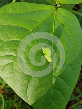 Larvae soybean looper damage on black bean In Viet Nam photo