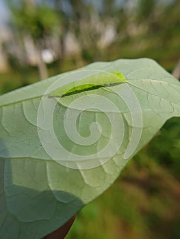 Larvae soybean looper damage on black bean In Viet Nam photo