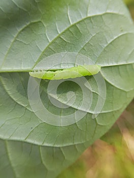 Larvae soybean looper damage on black bean In Viet Nam photo