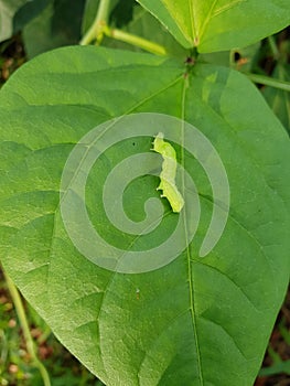 Larvae soybean looper damage on black bean In Viet Nam photo