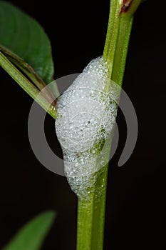 Larvae of spittle bug in its home made of foam Clovia punctata