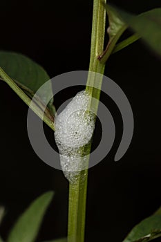 Larvae of Spittlebug, Clovia punctata, Pune, Maharashtra