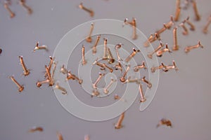 Larvae of the squeaky mosquito