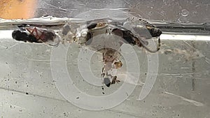 The larvae of the tiger mosquito in the water eating other insects