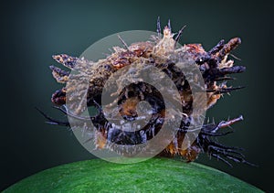 Larvae of tortoise bug