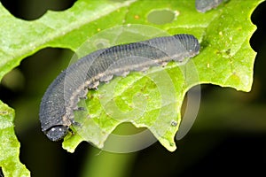 The larvae of turnip sawfly Athalia colibri or rosae