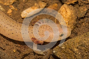 Larval Blue Ridge Red Salamander