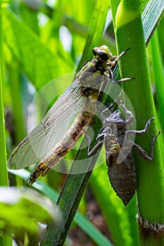 Larval dragonfly grey shell. Nymphal exuvia of Gomphus vulgatissimus. White filaments hanging out of exuvia are linings of