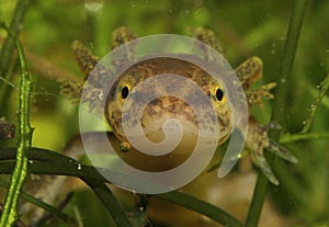 Underwater close-up of newt larva`s head photo