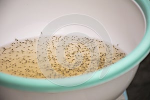 Larval shrimp in plastic bowl.