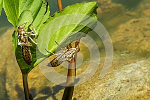 Larval skins or exuvias of dragonfly