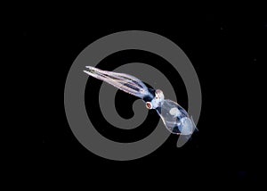 A larval squid at night in the gulfsteram.