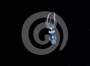 A larval squid at night in the gulfsteram.