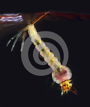 Larval stage of Anopheles Mosquito. photo